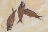 Plate of Four Fossil Fish (Phareodus & Knightia) - Wyoming #295714-2